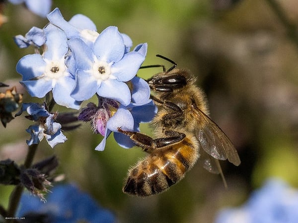 Associations and nonprofits can protect bees and other pollinators when they hire DelCor for technology strategy and support.