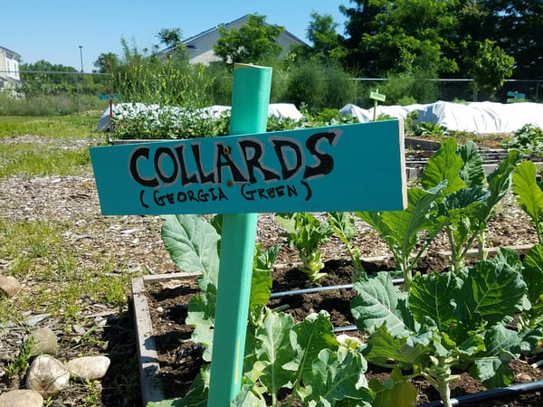 CAFB grows organic produce like Georgia Green Collards in its Urban Demonstration Garden.