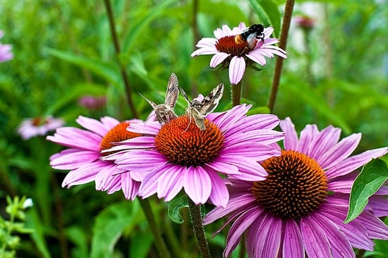 pollinators-at-work.jpg